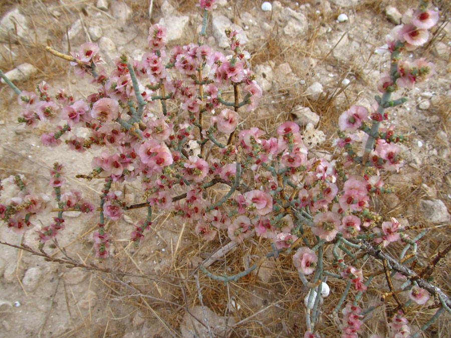 Изображение особи Anabasis articulata.