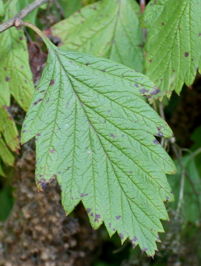 Image of Xanthorhiza simplicissima specimen.