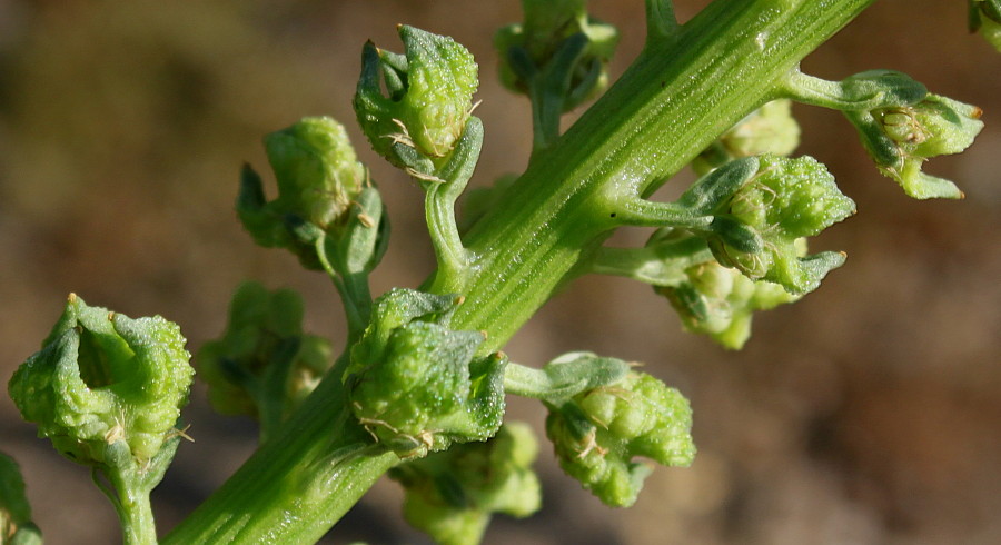 Изображение особи Reseda luteola.