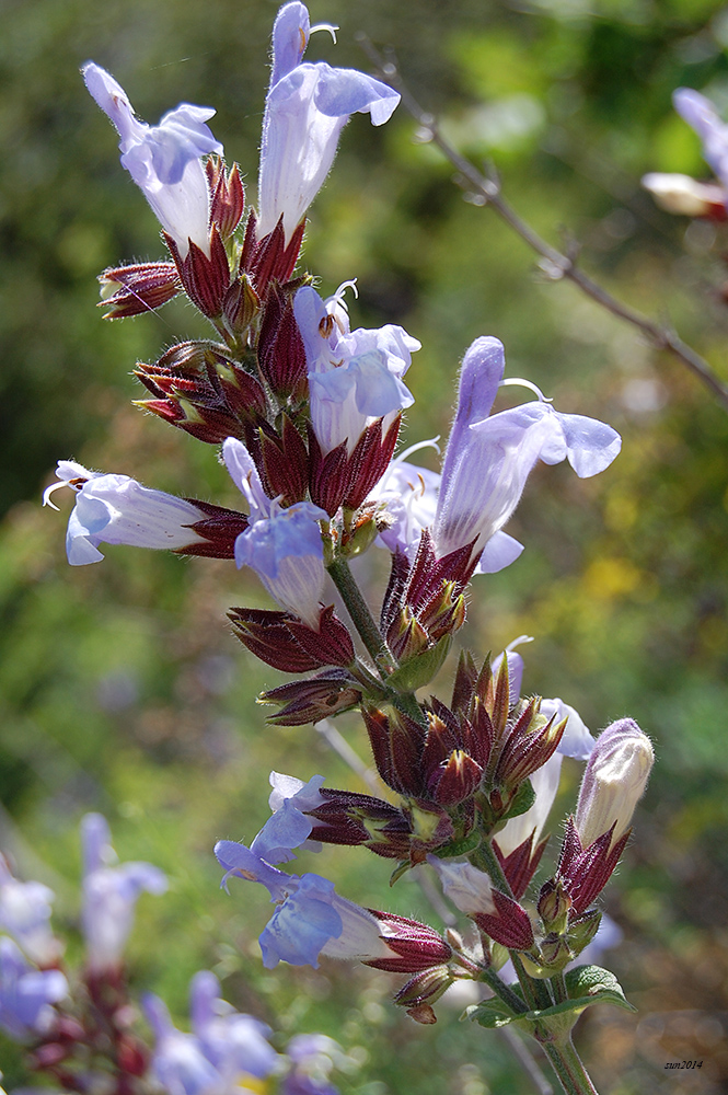 Изображение особи Salvia tomentosa.