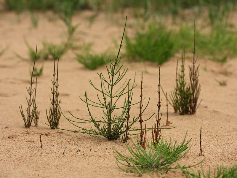 Image of Equisetum arvense specimen.