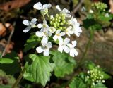 Pachyphragma macrophyllum