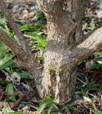 Rhododendron calophytum. Комлевая часть ствола и основания скелетных ветвей. Германия, г. Дюссельдорф, Ботанический сад университета. 02.03.2014.