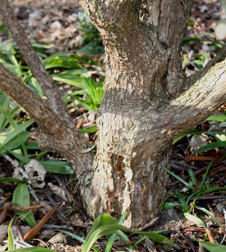 Изображение особи Rhododendron calophytum.