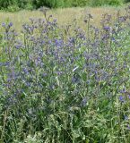 Anchusa officinalis. Цветущие и плодоносящие растения. Восточный Казахстан, г. Усть-Каменогорск, правый берег р. Иртыш. 11.06.2013.