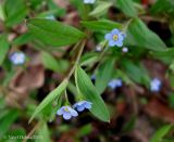 Omphalodes scorpioides. Верхушка цветущего побега. Украина, Киев, заказник \"Лесники\", низинная часть, дубово-ясенёво-грабовый влажный лес. 6 апреля 2014 г.