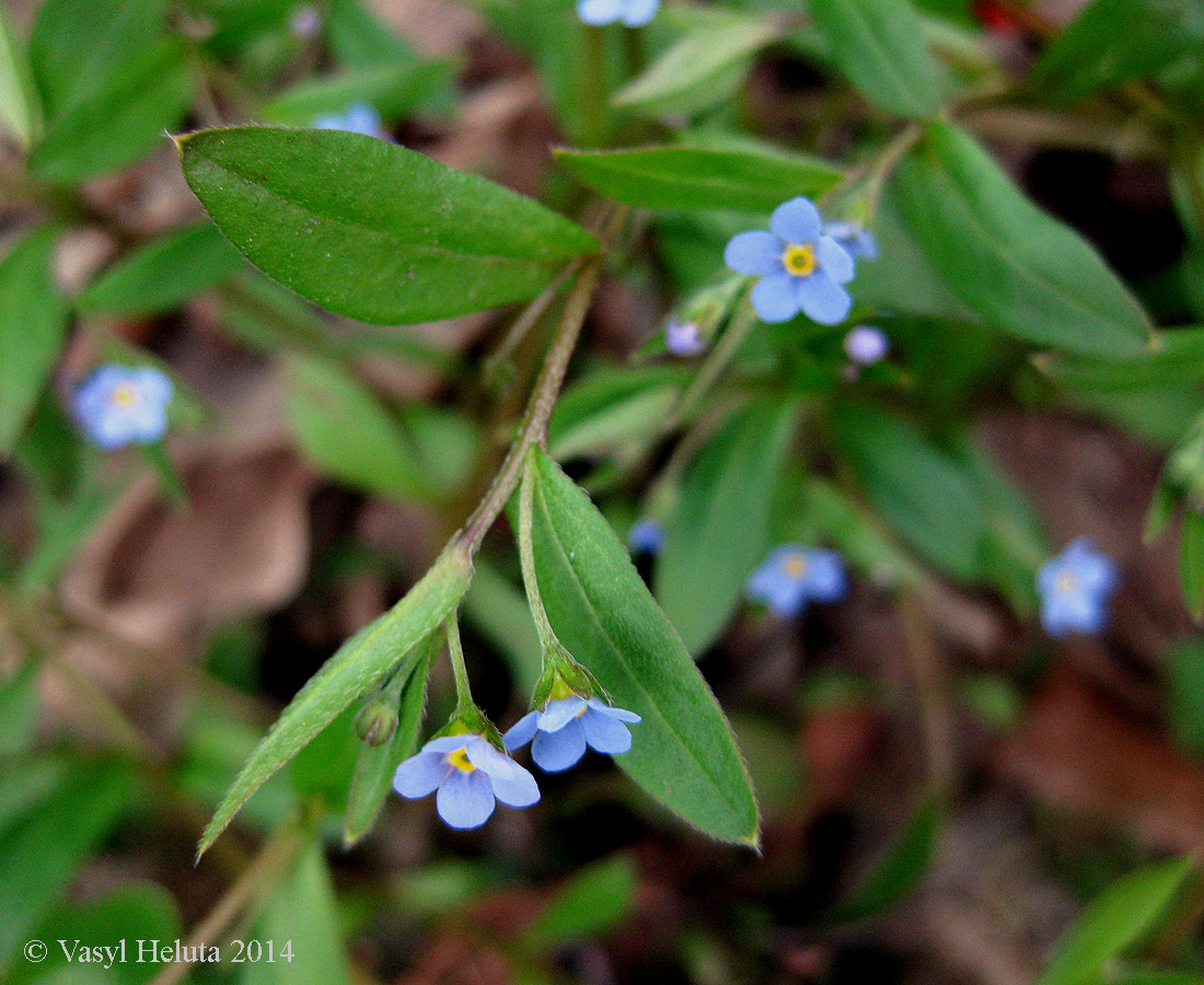 Image of Omphalodes scorpioides specimen.