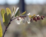 Chamaedaphne calyculata