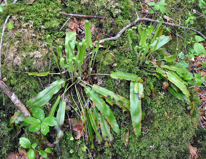 Изображение особи Phyllitis scolopendrium.