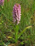 Dactylorhiza incarnata. Цветущее растение во влажной ложбине между приморскими дюнами. Нидерланды, Северное море, остров Схирмонниког. Июнь 2007 г.