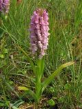 Dactylorhiza incarnata