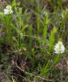 genus Polygala