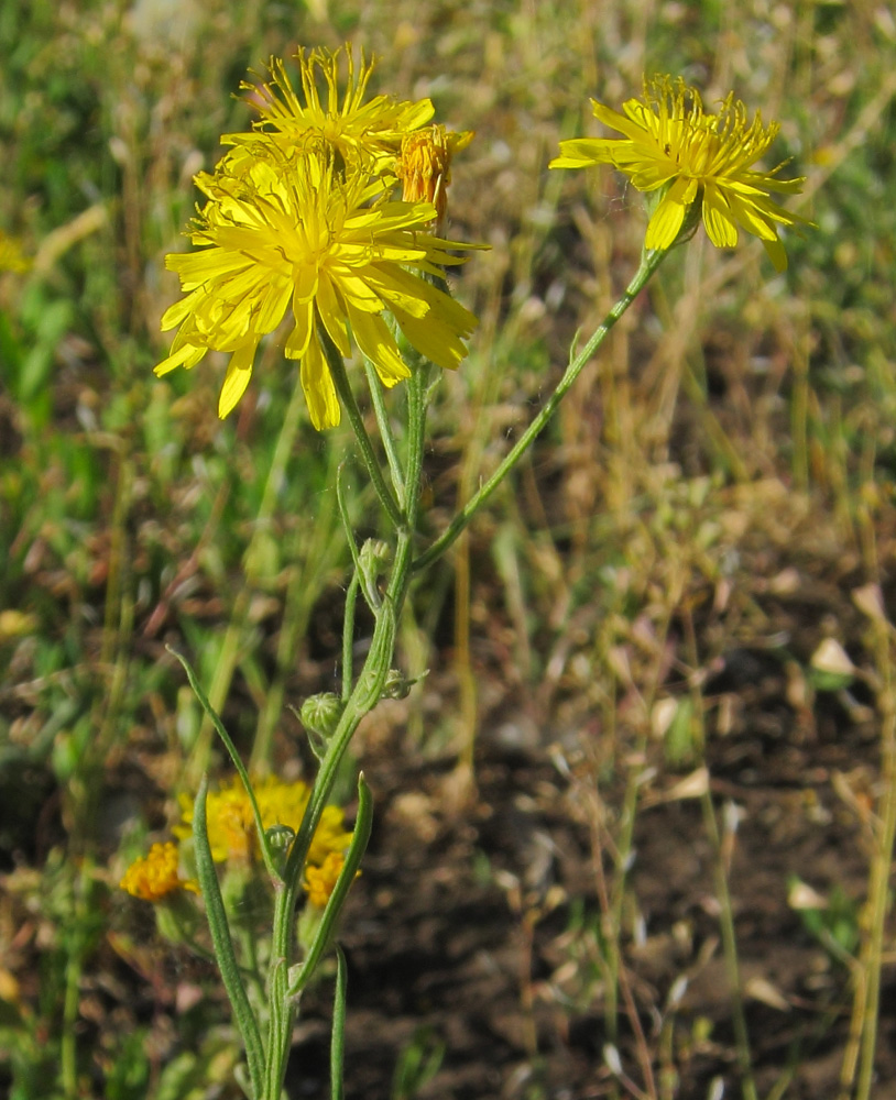 Image of Crepis tectorum specimen.