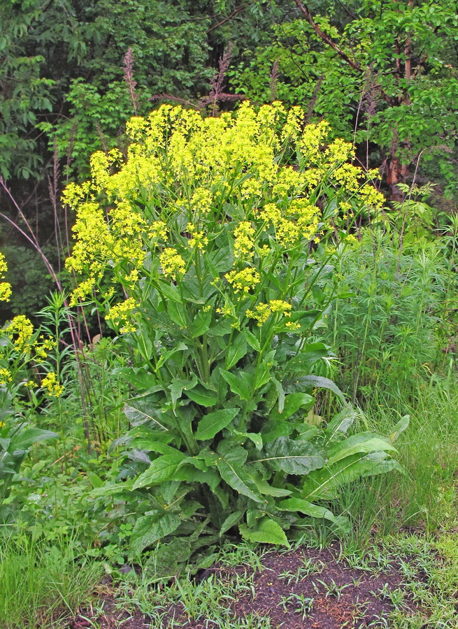 Image of Bunias orientalis specimen.