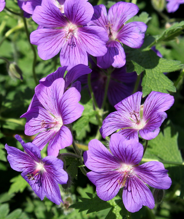 Изображение особи Geranium &times; magnificum.