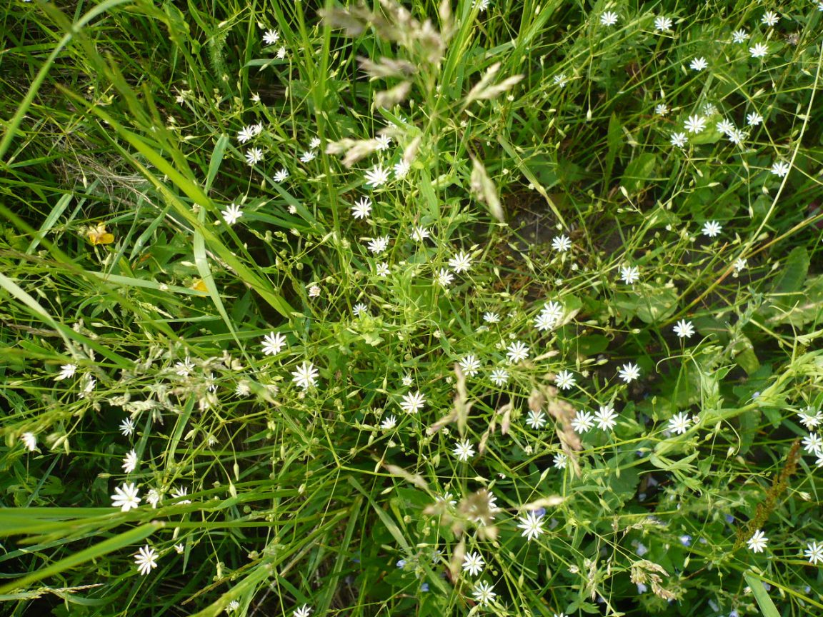 Image of Stellaria graminea specimen.