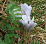 Astragalus levieri. Цветки и лист. Адыгея, Кавказский биосферный заповедник, долина р. Киша, альпика, 2680 м н.у.м. 03.07.2014.