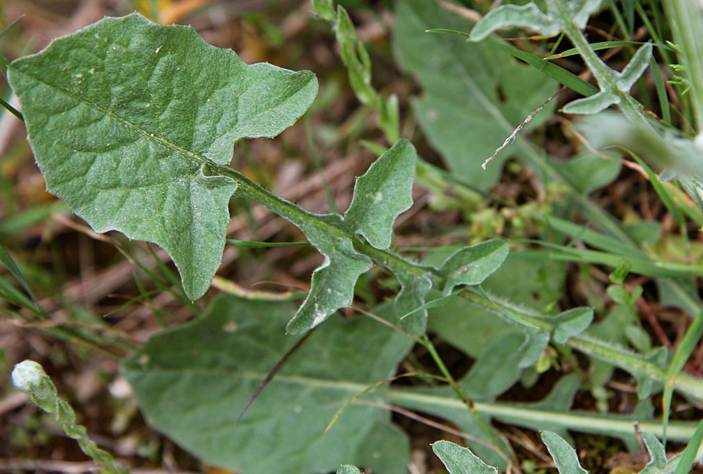 Image of Centaurea solstitialis specimen.