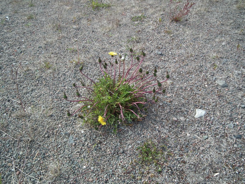 Изображение особи род Taraxacum.