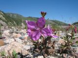 Chamaenerion latifolium