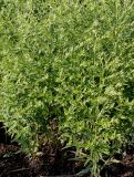Lithospermum officinale. Плодоносящие растения. Германия, г. Дюссельдорф, Ботанический сад университета. 03.06.2014.