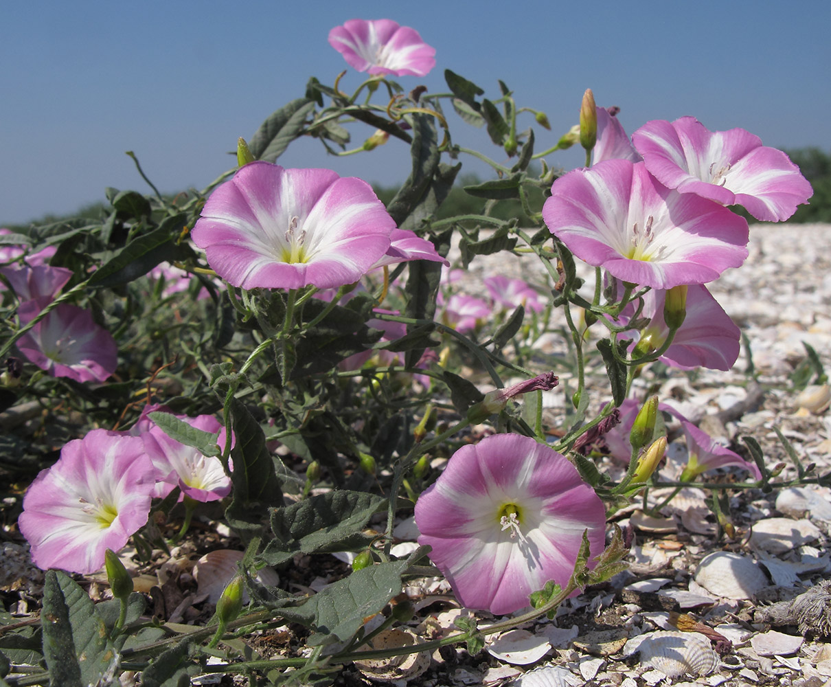 Изображение особи Convolvulus arvensis.