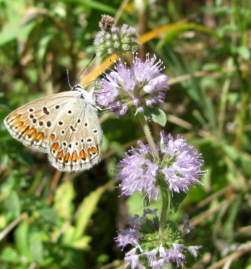 Изображение особи Mentha pulegium.