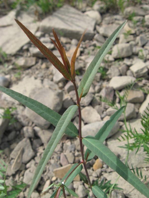 Image of Trachomitum lancifolium specimen.