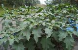 Datura stramonium