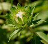 Stokesia laevis. Развивающееся соцветие. Германия, г. Дюссельдорф, Ботанический сад университета. 03.07.2014.