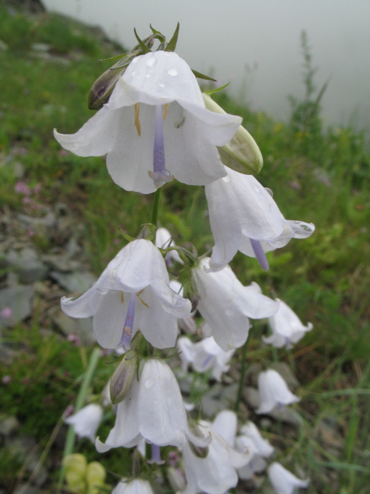 Image of Adenophora lamarckii specimen.