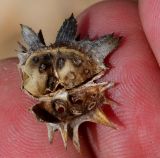 Image of taxon representative. Author is Татьяна Мальчинская
