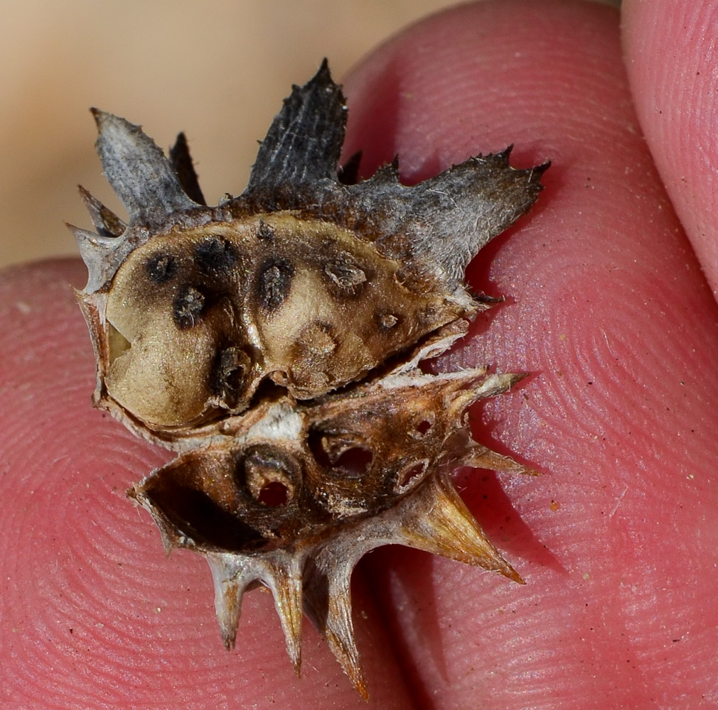 Image of Onobrychis squarrosa specimen.