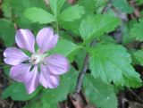 Rubus arcticus