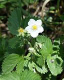 Fragaria viridis