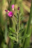 Epilobium hirsutum. Верхушка цветущего растения с сидящим на цветке пауком. Ростовская обл., Мясниковский р-н, Сафьянова балка. 14.09.2014.