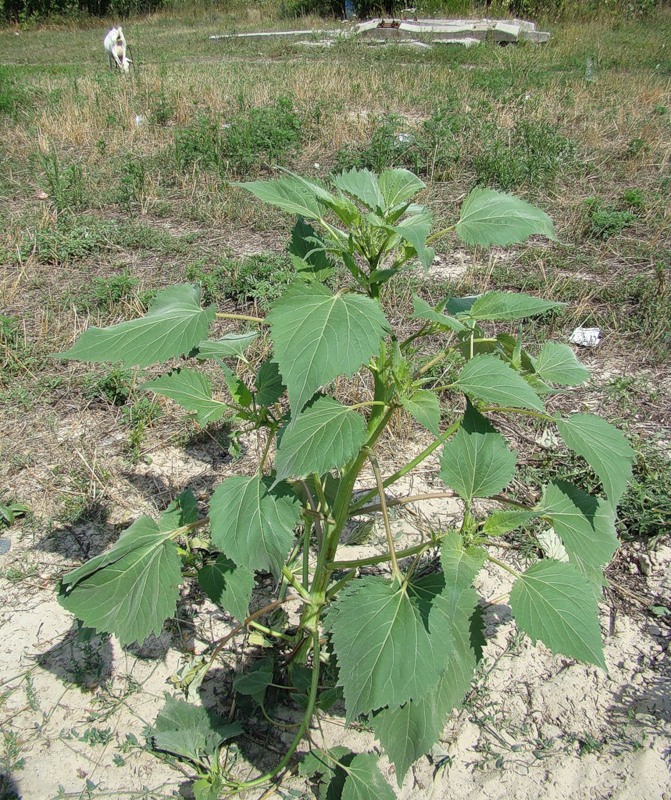 Image of Cyclachaena xanthiifolia specimen.