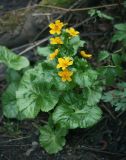 Caltha palustris