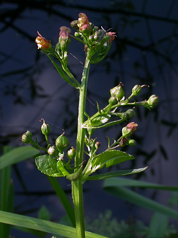 Изображение особи Scrophularia umbrosa.