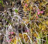 Andromeda polifolia. Поражённые грибом растения (розовые побеги) на сфагновой подушке в горной тундре. Кольский п-ов, Восточный Мурман, берег ручья, впадающего в оз. Длинное. 07.08.2009.