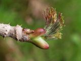 Aralia elata