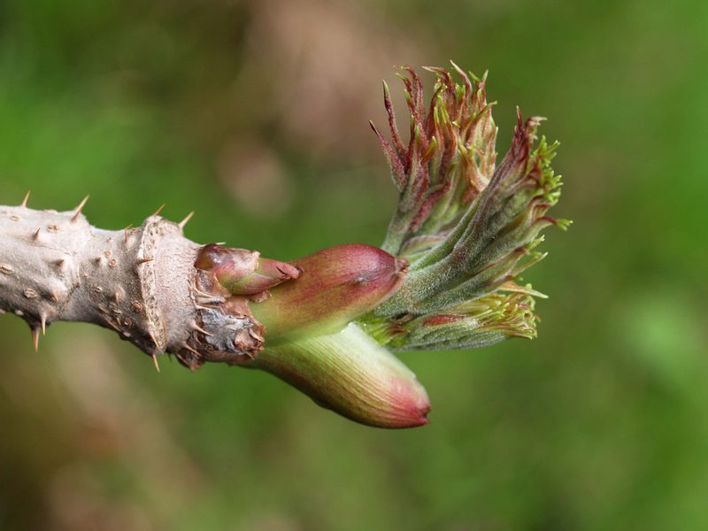 Image of Aralia elata specimen.