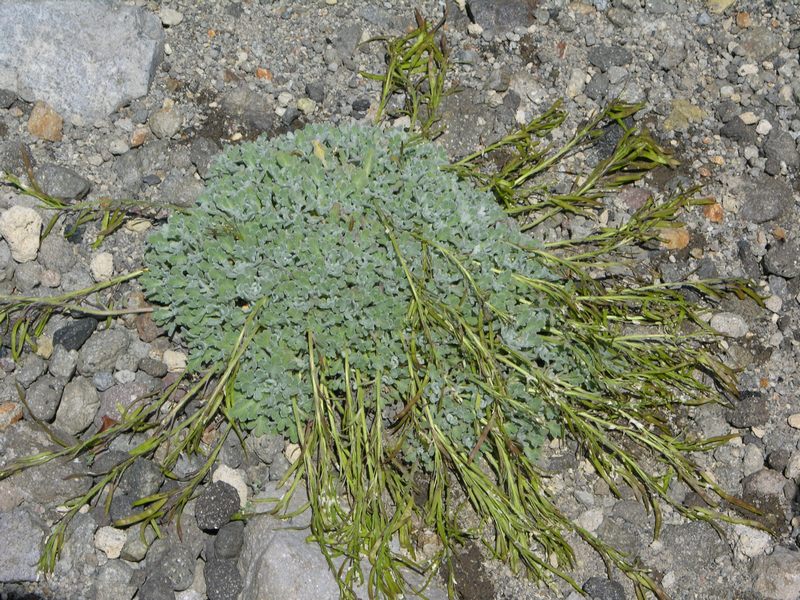 Image of Ermania parryoides specimen.