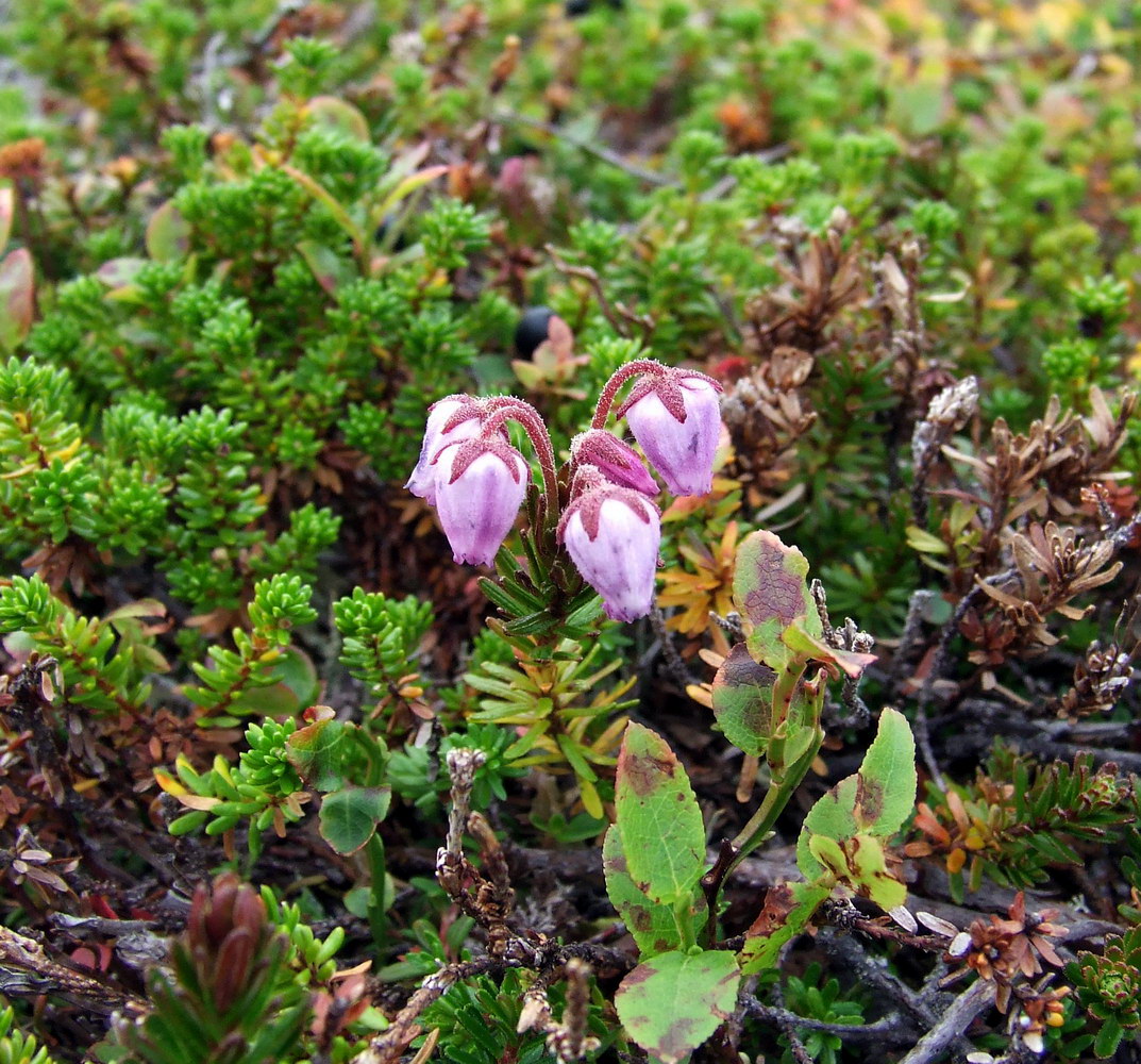 Изображение особи Phyllodoce caerulea.