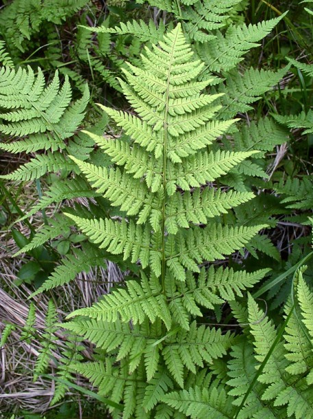 Изображение особи Dryopteris carthusiana.