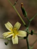 Image of taxon representative. Author is Дмитрий Орешкин