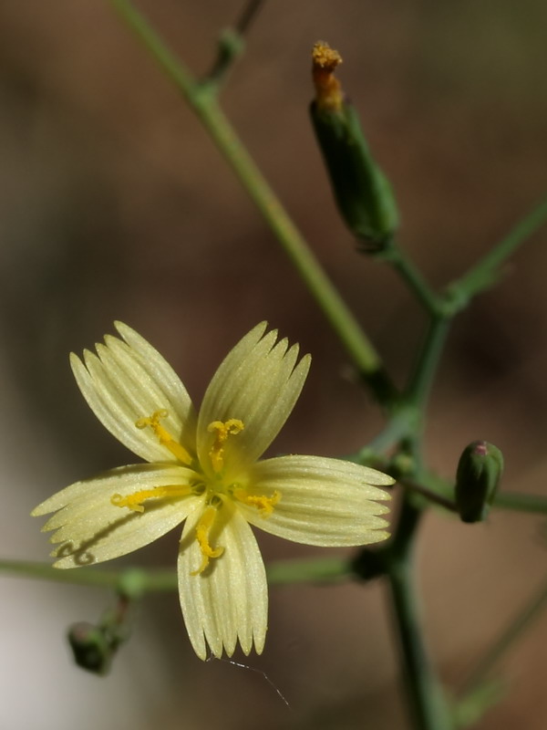 Изображение особи Mycelis muralis.