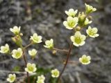 Saxifraga cartilaginea