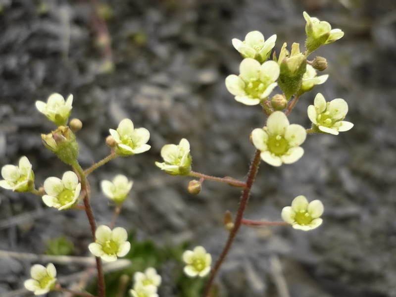 Image of Saxifraga cartilaginea specimen.