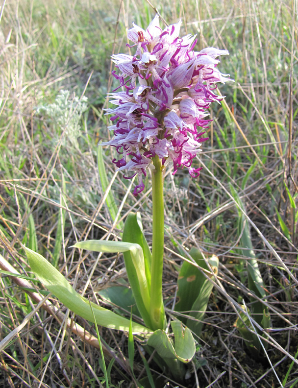 Image of Orchis simia specimen.